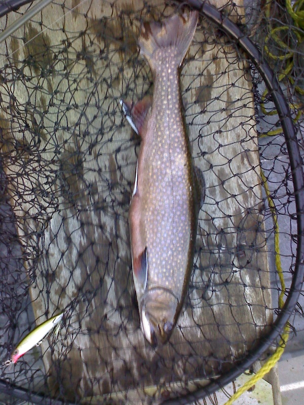 16in.Brookie