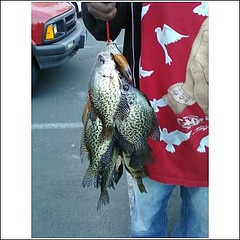 Crappies