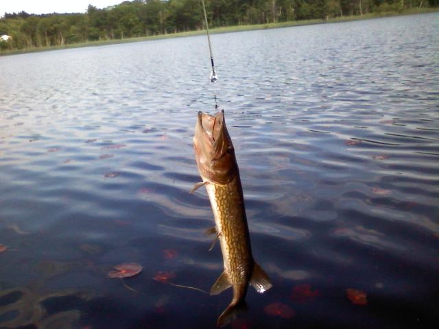 pickerel