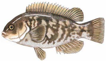 Tautog or Blackfish