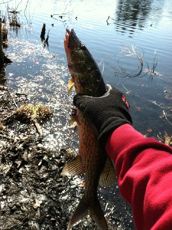 Pickerel